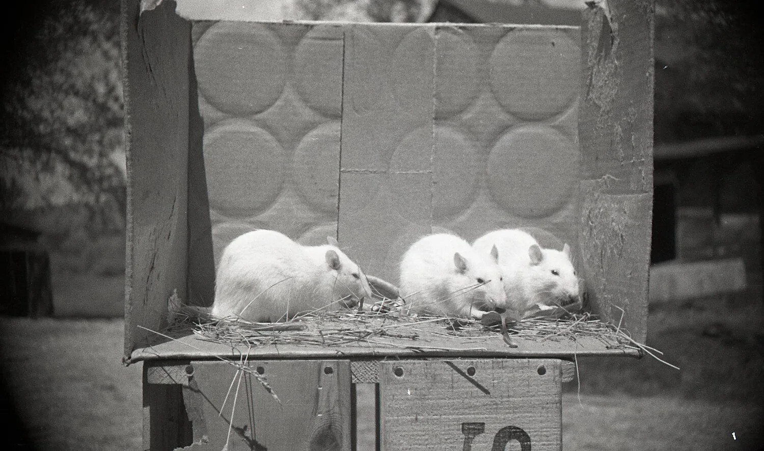 White Mice on Stenciled Crate, Mid-20th Century