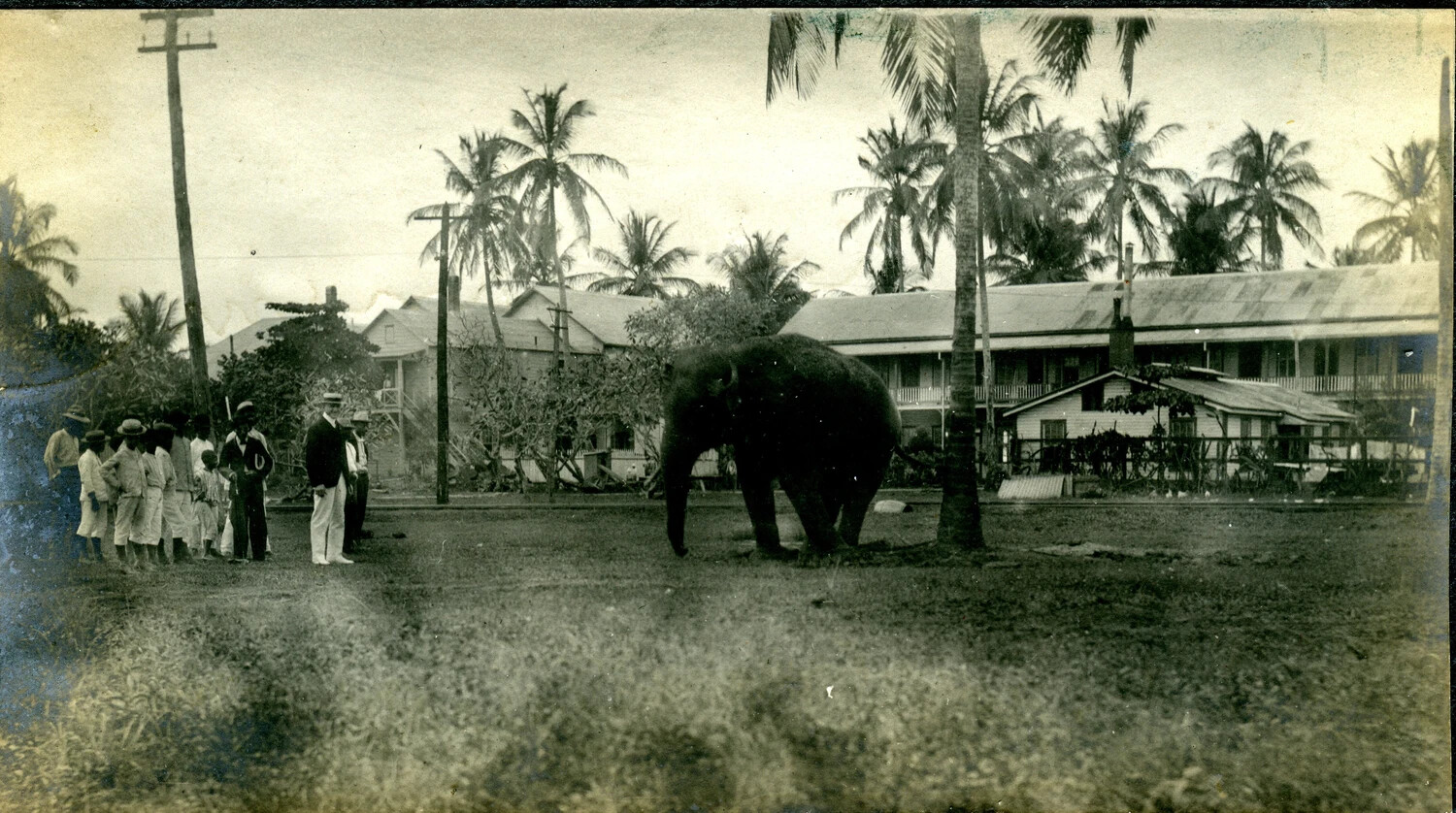 Tame Elephant in the Public Park, Panama - USS Columbia Album