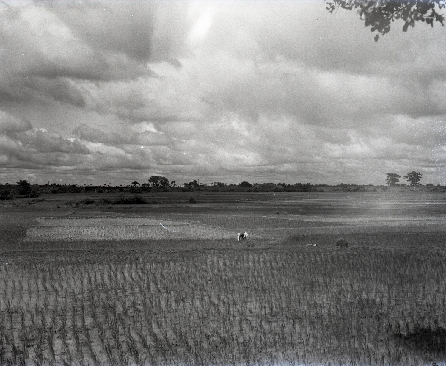 Rice Paddy Landscape with Farmer, China-Burma Theater, World War II