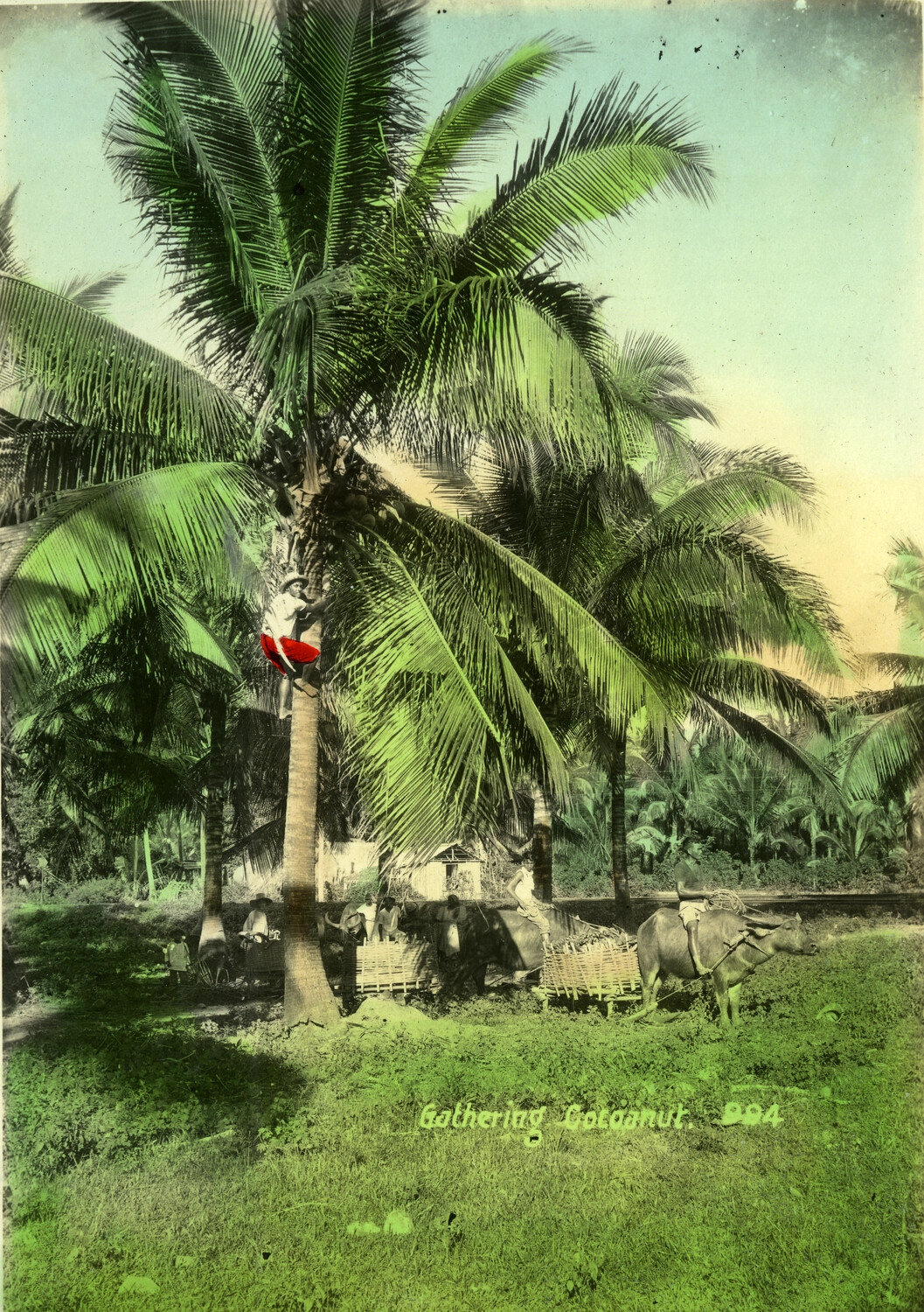 Gathering Coconuts, Philippines (Studio Photograph No. 994)