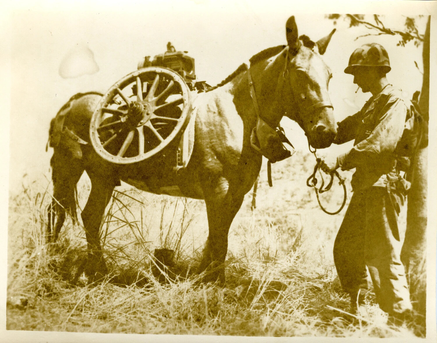 Soldier with Pack Animal Carrying Disassembled Artillery Piece, Early 20th-Century Military Photograph