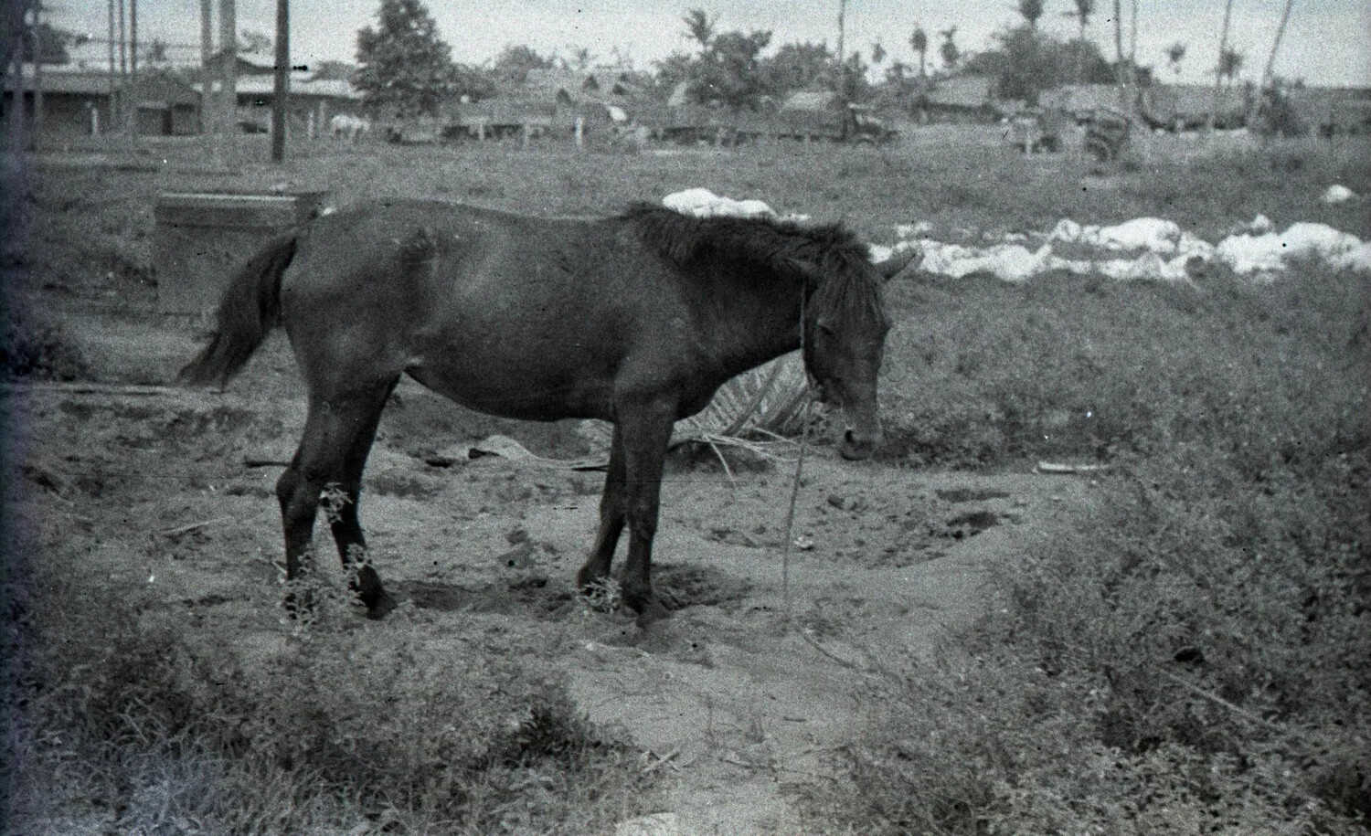 Tethered Horse Near Sandbagged Position, Luzon, Philippines, World War II