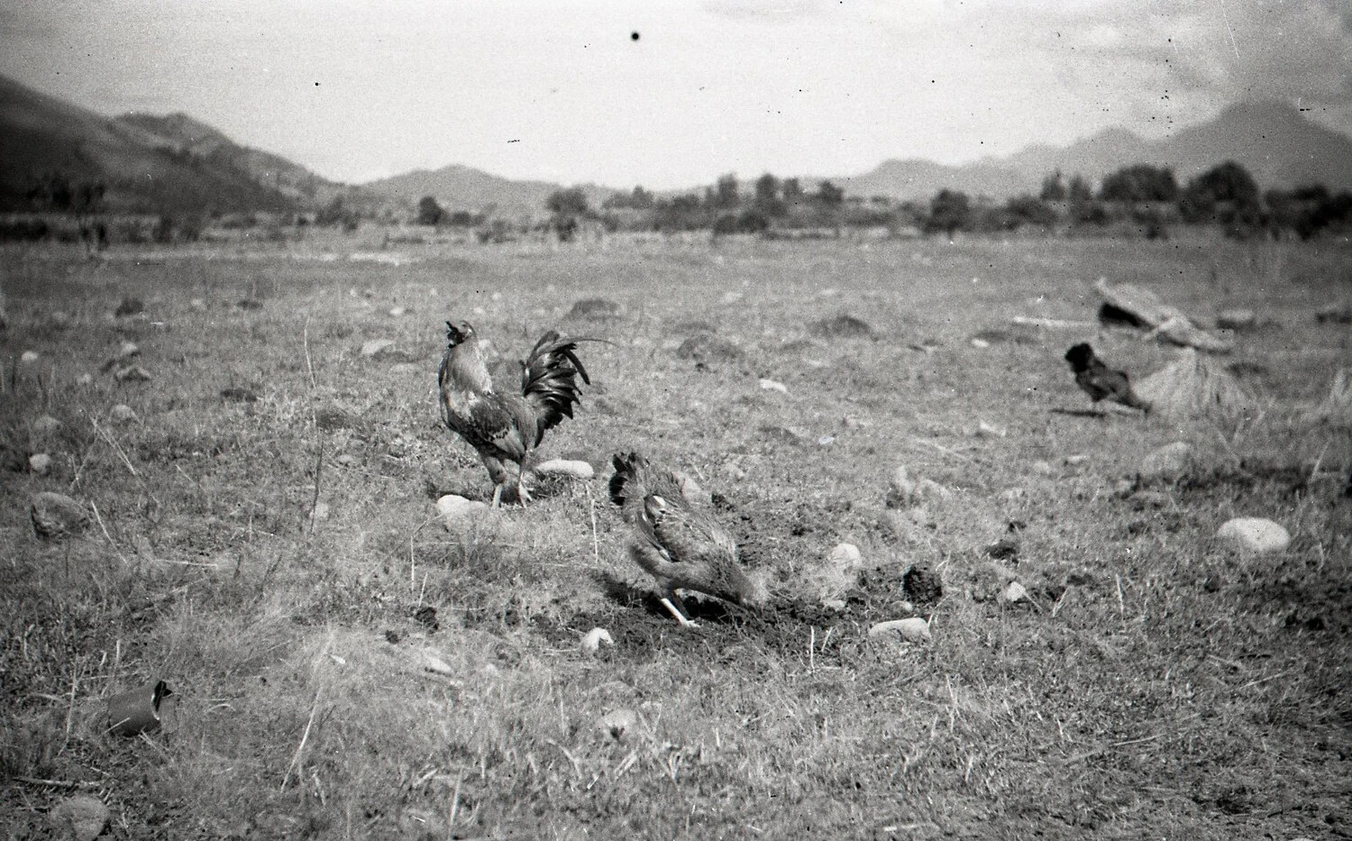 Rooster and Hen in Rural Valley Landscape, Luzon, Philippines, WWII Era