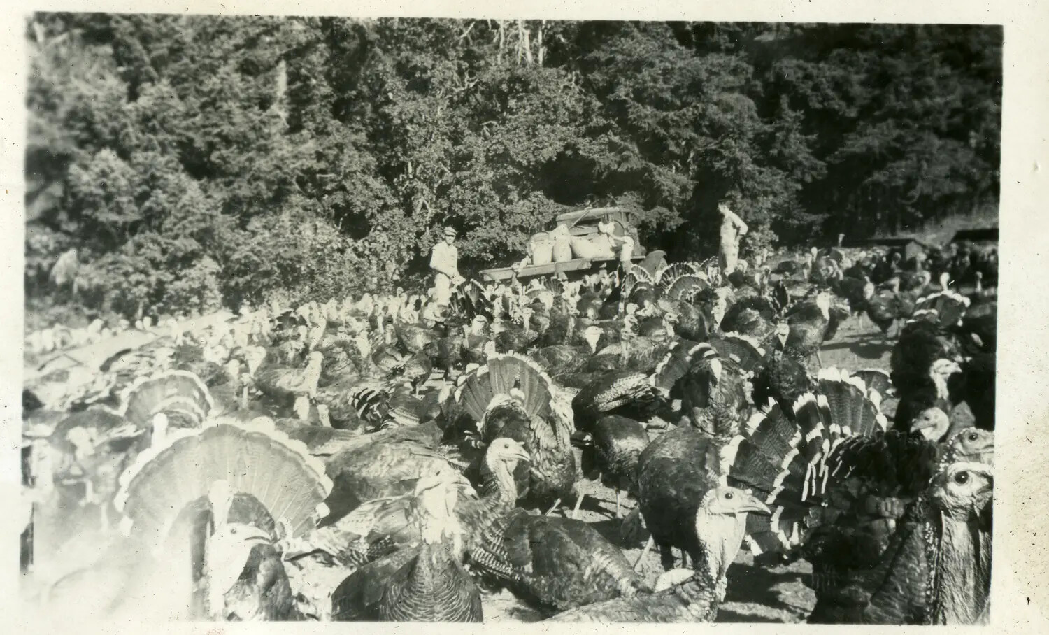 Turkey Farm Scene, 1930s Family Photo Album (USS Maryland Collection)