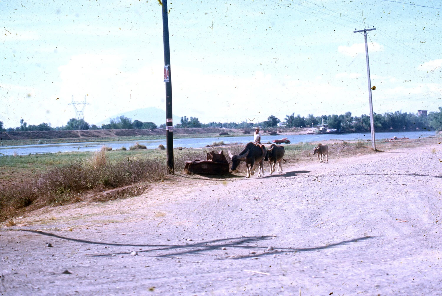 Boy Herding Water Buffalo Along a Riverside Road, Rural Vietnam, Vietnam War Era