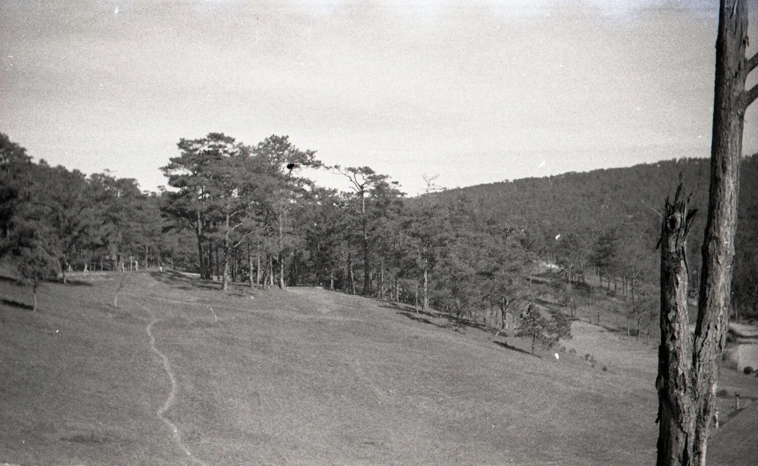 Pine Forest Hillside Landscape, Camp John Hay, Baguio, Luzon, Philippines, WWII Era