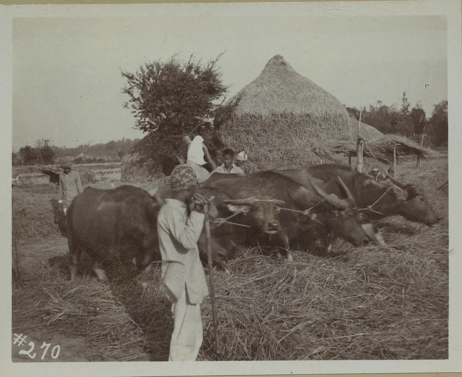 Carabao Threshing Rice in a Farm Field, Philippines, c. 1898-1900
