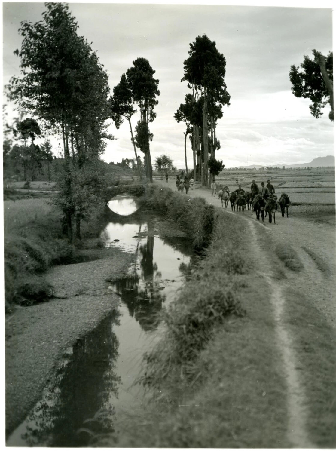 Mule Pack Train on a Tree-Lined Road — China-Burma-India Theater, WWII