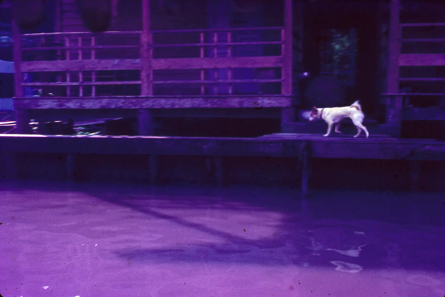 Color-Faded Slide: Dog on Elevated Wooden Walkway, Vietnam Era
