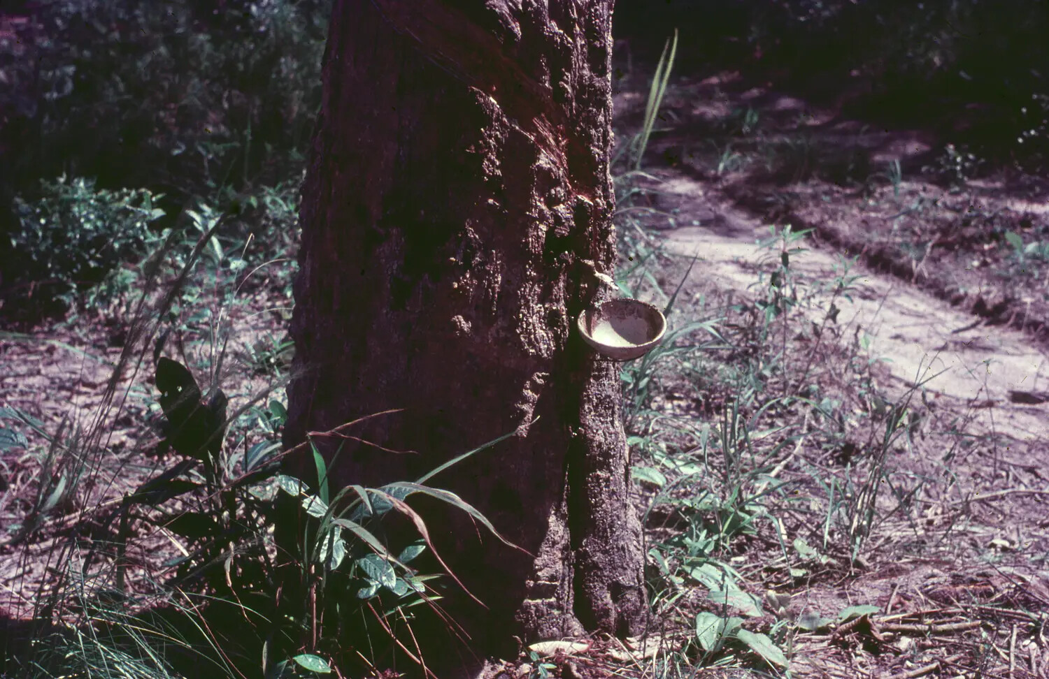 Rubber Tree Tapping on a Vietnamese Plantation, 1965 (James Collection, 3rd TFW)
