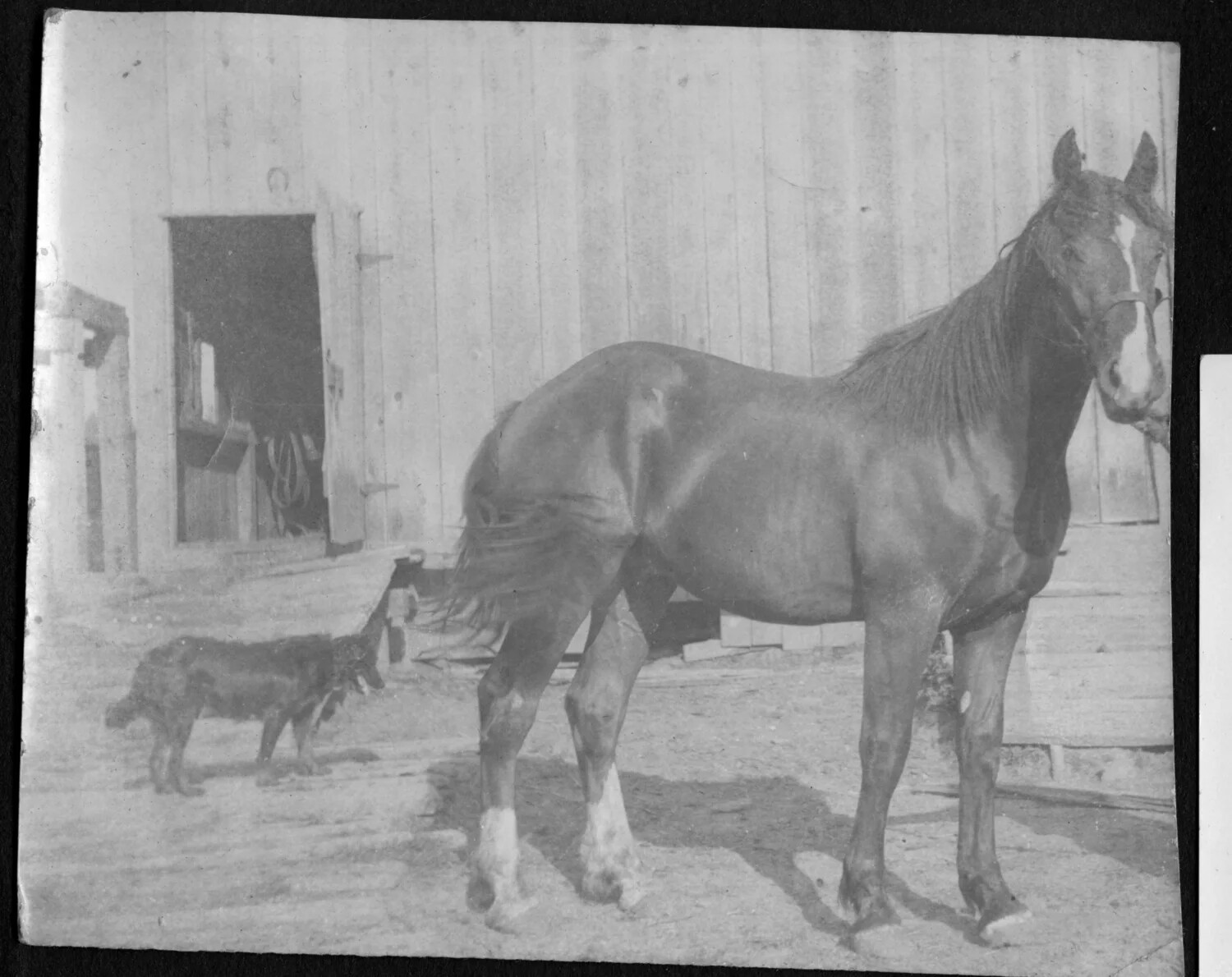Bay Horse and Farm Dog Outside a Barn, Early 20th Century