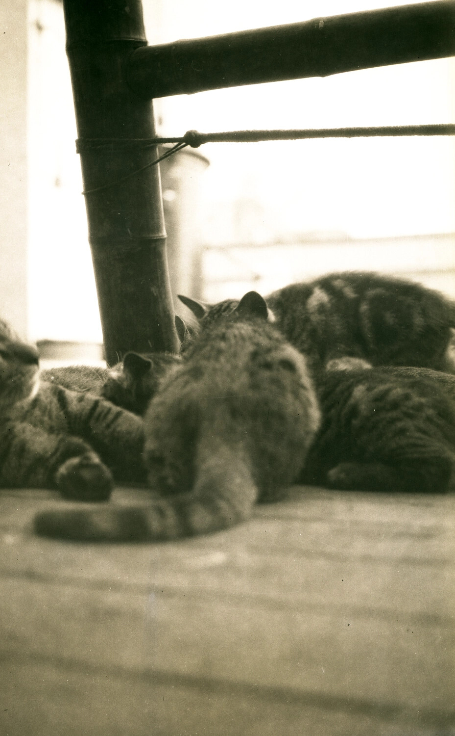 Tabby Cats Resting Near Bamboo Railing, China Station Photo Album, 1930s