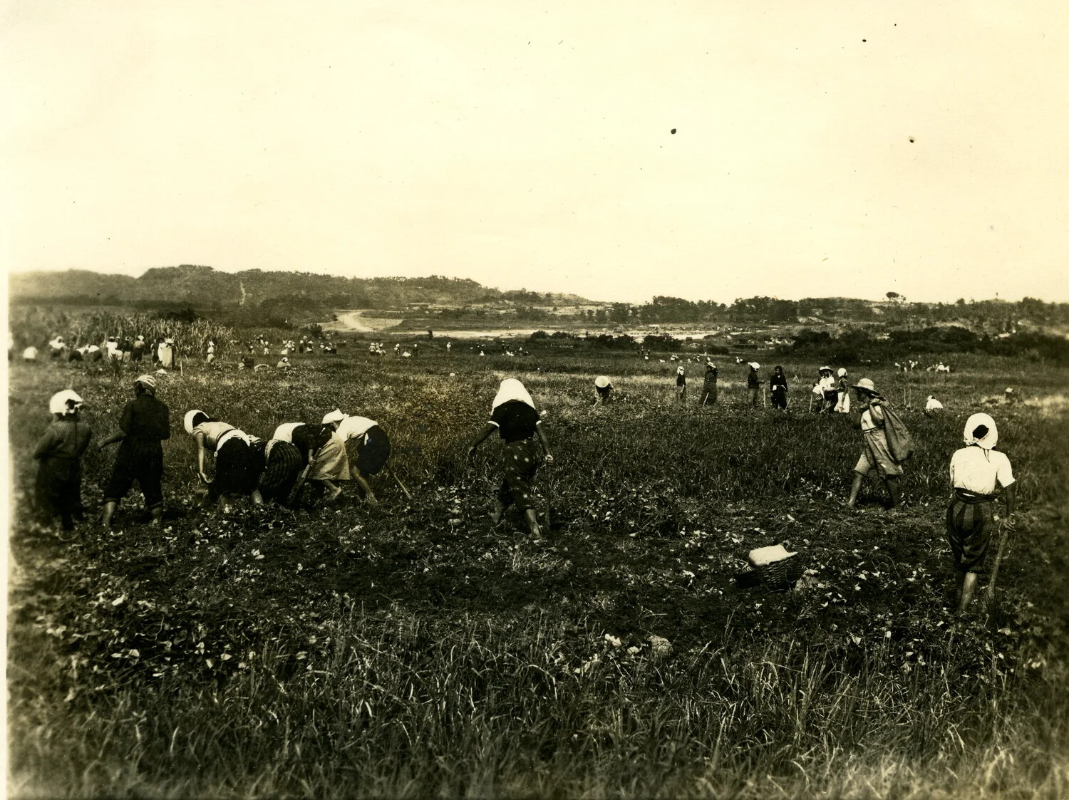 Okinawan Field Laborers Harvesting Crops, Ryukyu Islands, WWII Era
