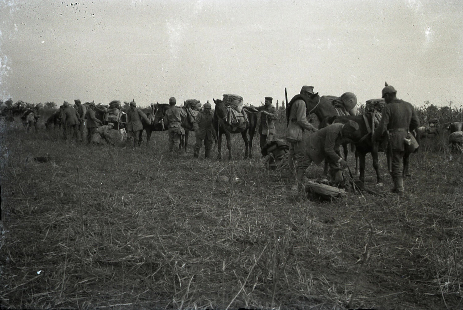 German Army Pack Train Loading Supplies in Open Field, WWI