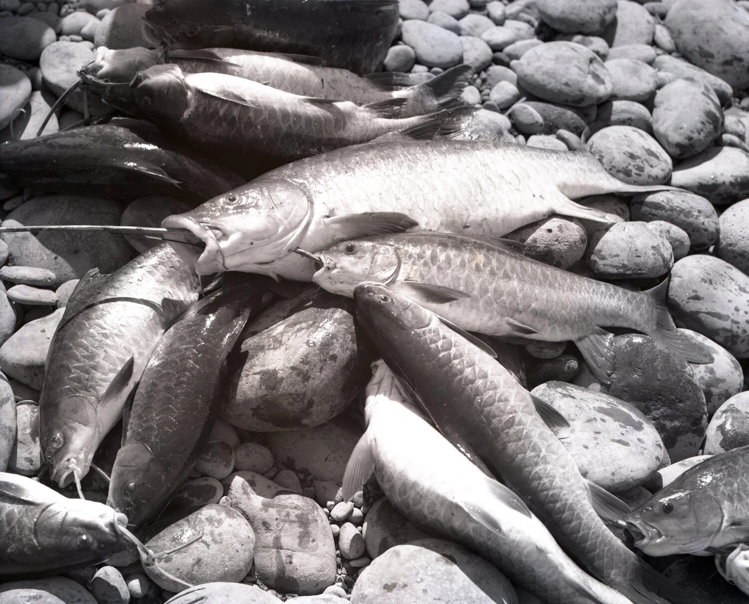 Large River Fish Catch on Riverbank Stones, China-Burma-India Theater, WWII Era