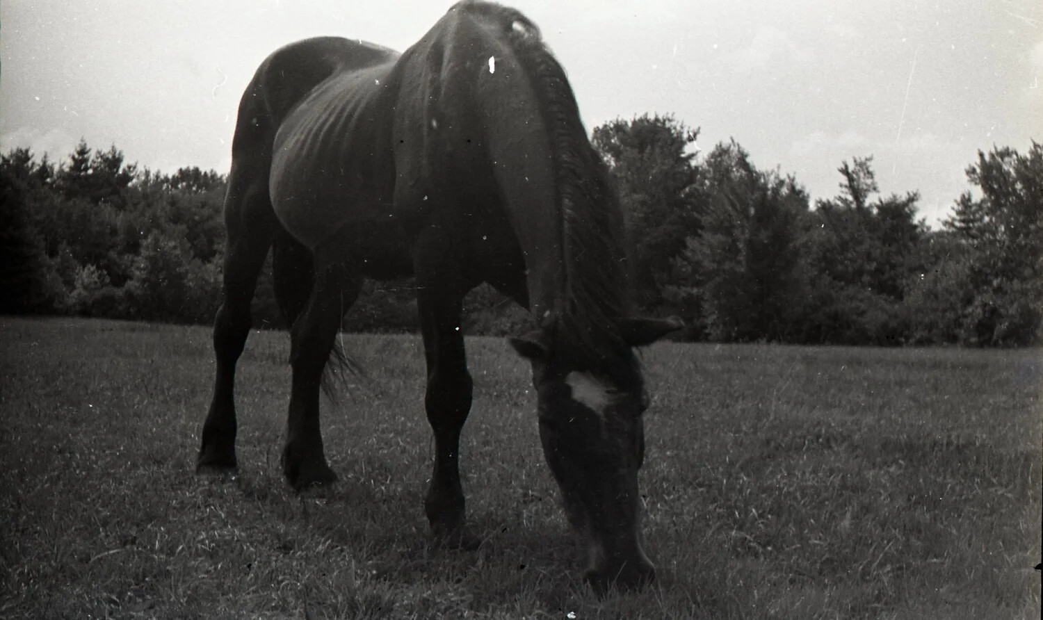 Dark Horse Grazing in Pasture, New England Farm