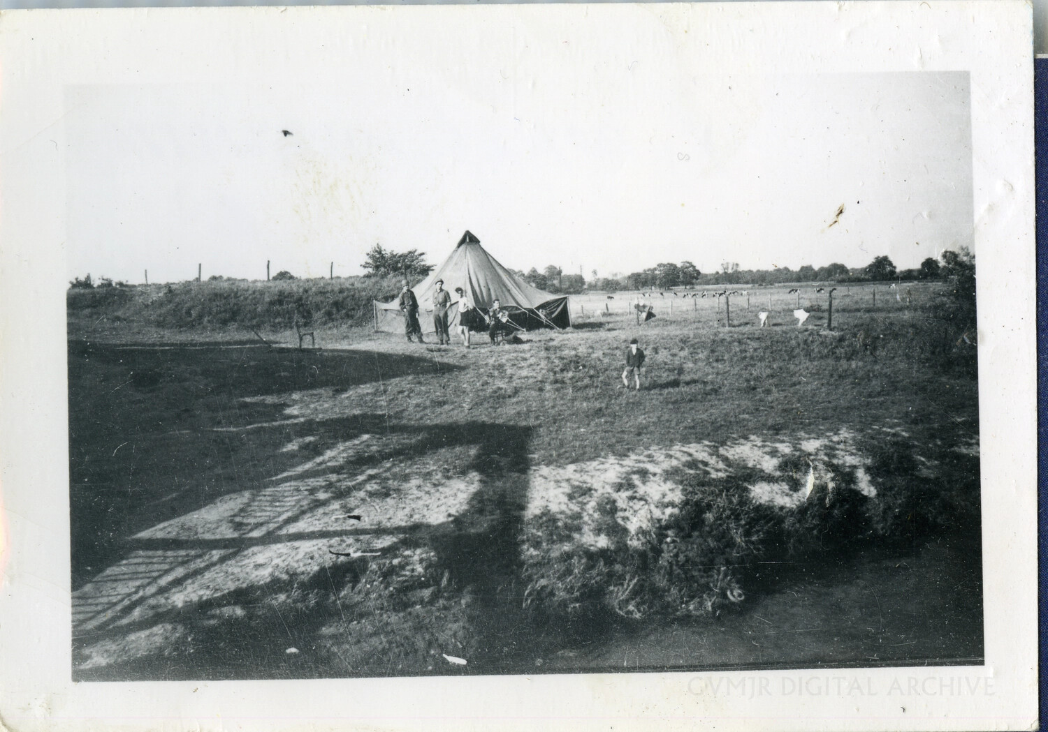 Bivouac Tent in Pastureland with Grazing Cattle, WWII European Theater