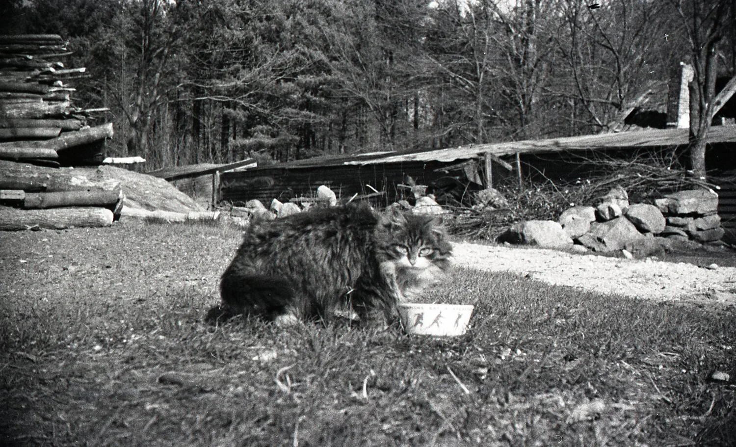 Farm Cat with Feeding Bowl, Stateside Photograph, WWII Era