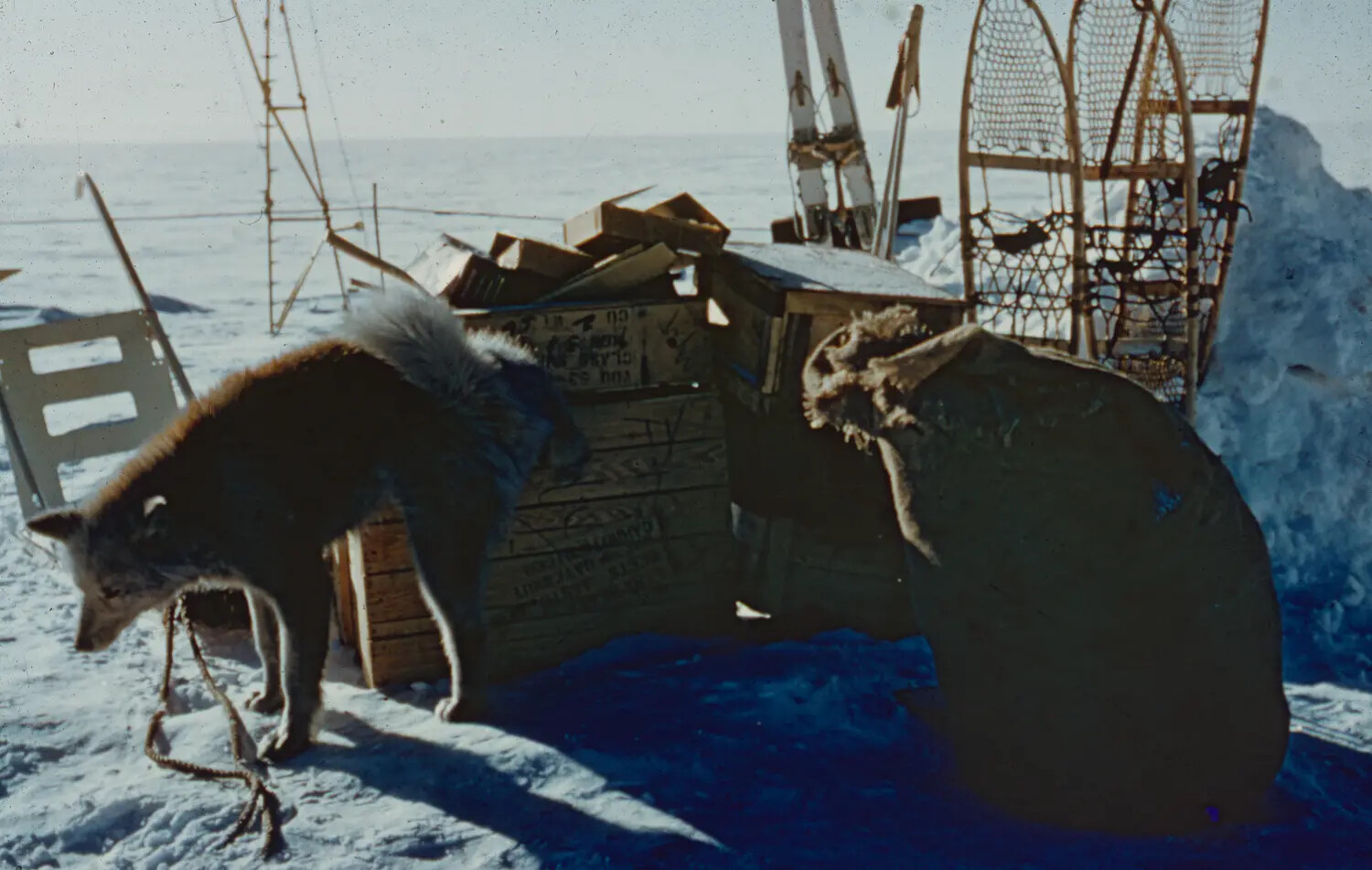 Sled Dogs and Supply Cache, Thule Air Base, Greenland, c. 1950-1955
