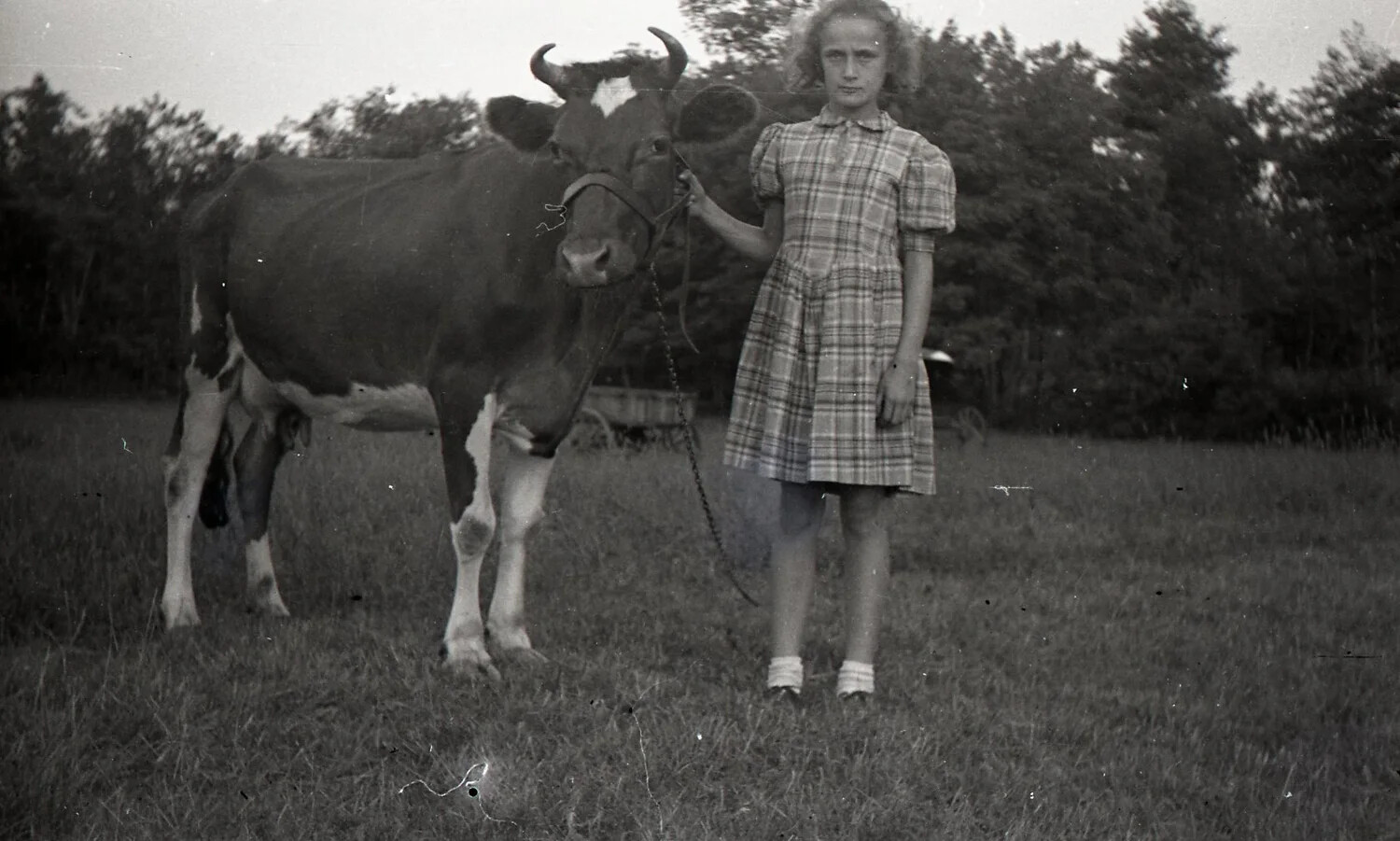 Girl with Dairy Animal on Farm - Stateside Negative Collection
