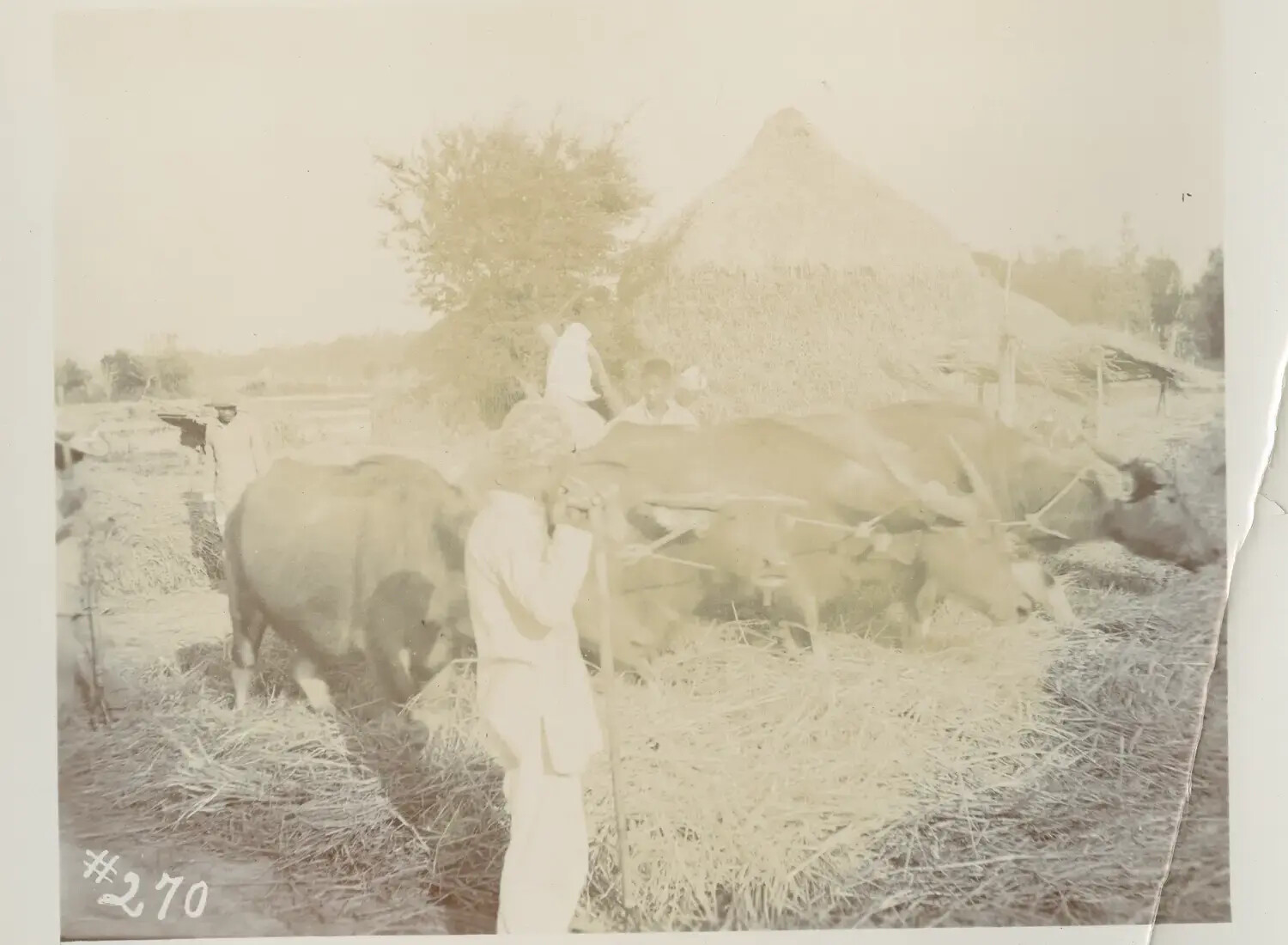 Carabao Herd Near Rice-Straw Stack, Rural Philippines, c. 1898-1910