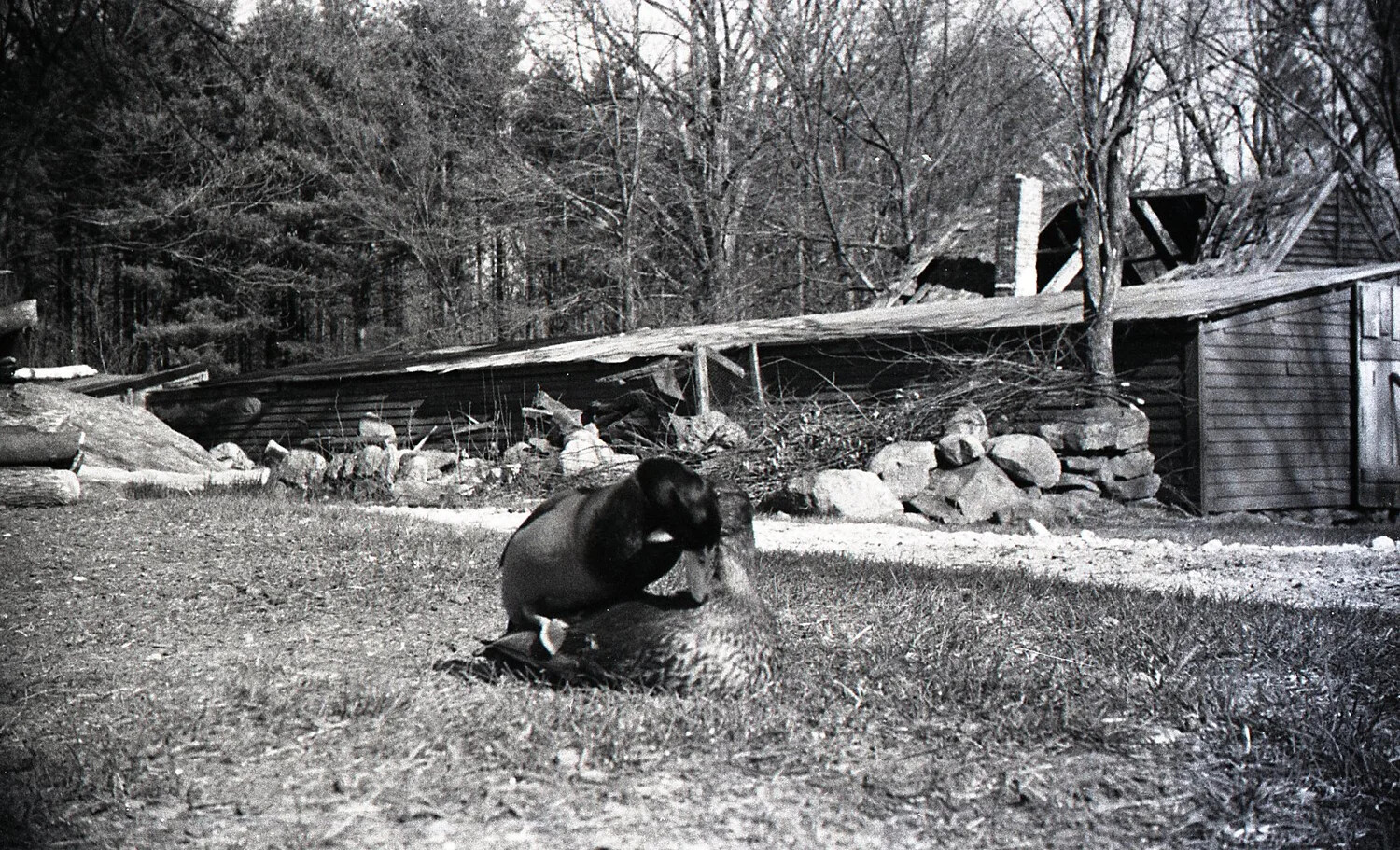 Ducks Resting in Farmyard, Close View, Stateside Photograph, WWII Era