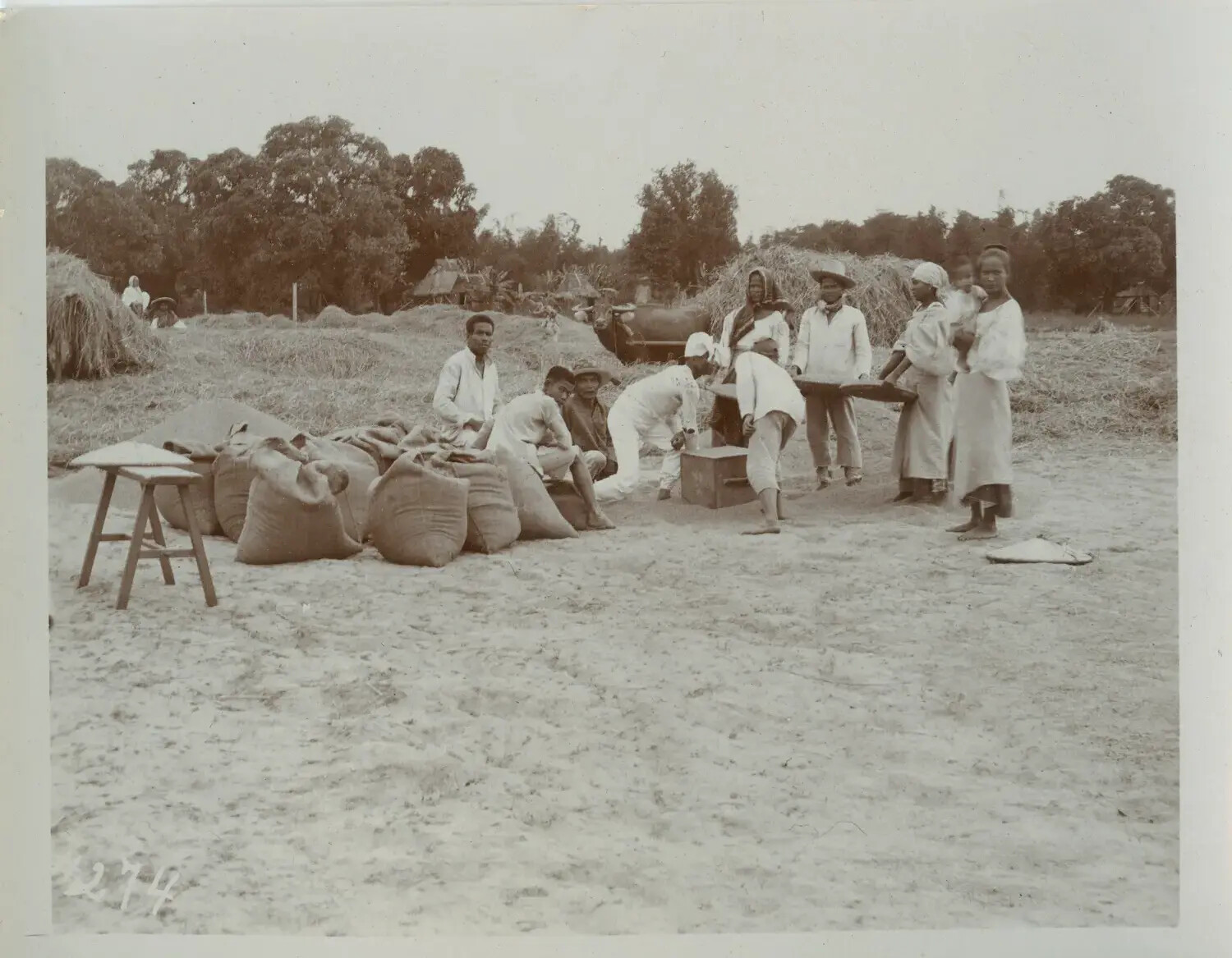 Villagers Weighing and Bagging Rice, Rural Philippines, c. 1898-1910