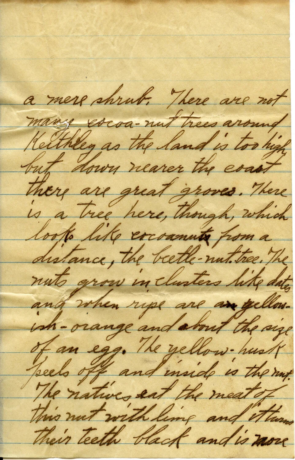 Handwritten Letter Page, Wagener Family Correspondence – Description of Local Trees and Native Customs, 10 February 1911