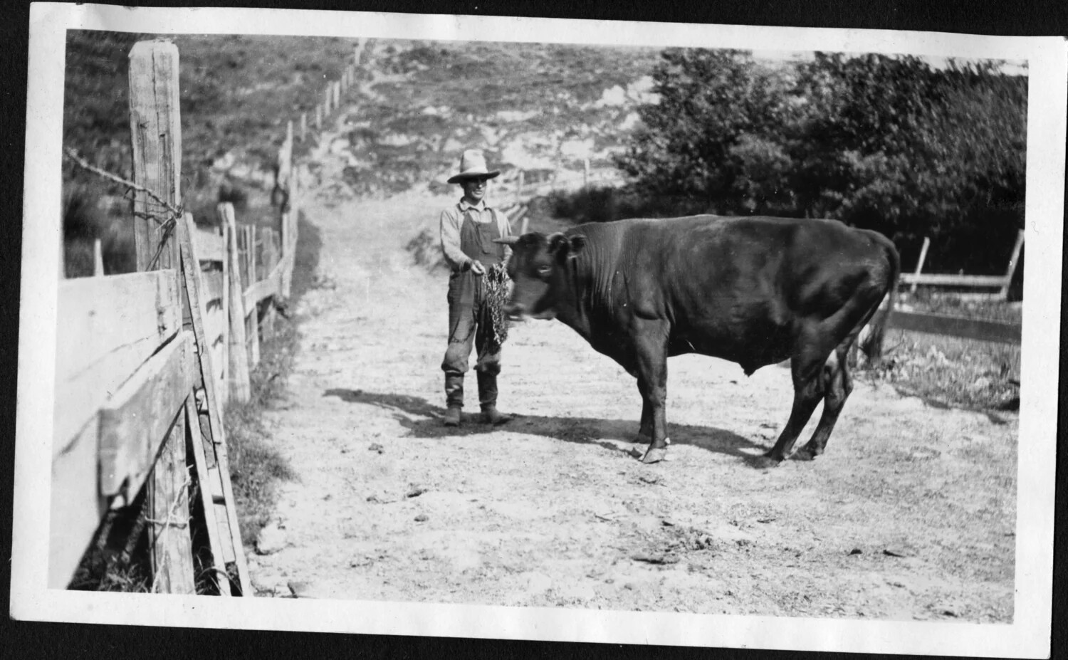 Farmhand Leading a Bull Along a Ranch Road, Early 20th Century