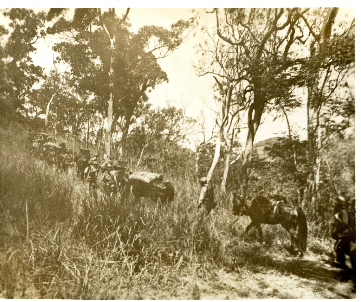 Pack Train of Loaded Animals Moving Through Bush Trail, WWII Training Area