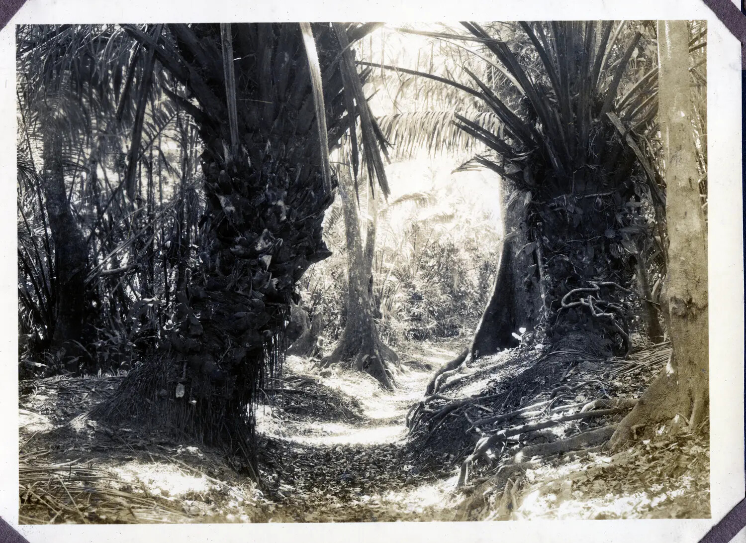 Jungle Footpath, Panama Canal Zone, WWII-era Photo Album