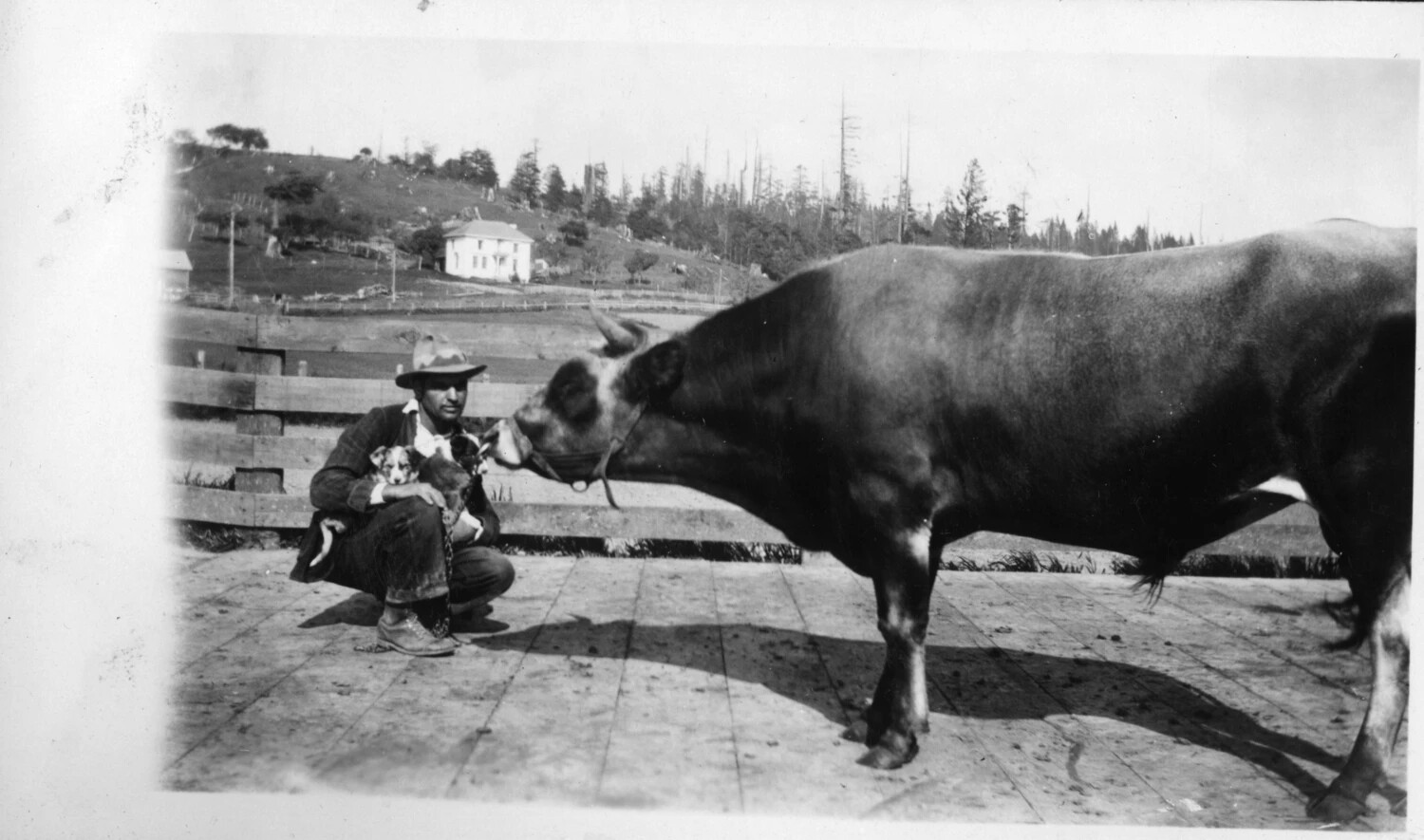 Farm Snapshot: Man with Puppies Beside a Haltered Bull, Presidio Photo Album