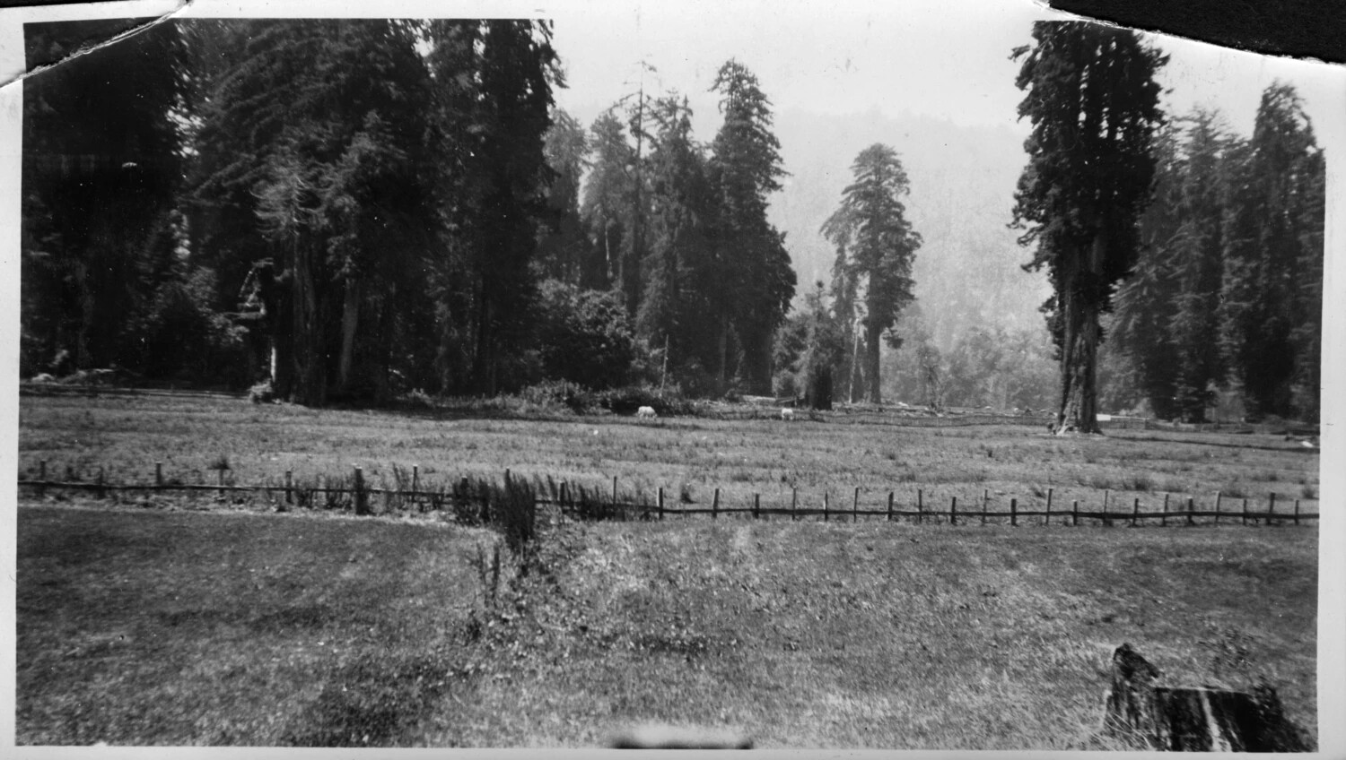Meadow with Split-Rail Fence and Tall Conifers, Likely a California Redwood or Sequoia Grove