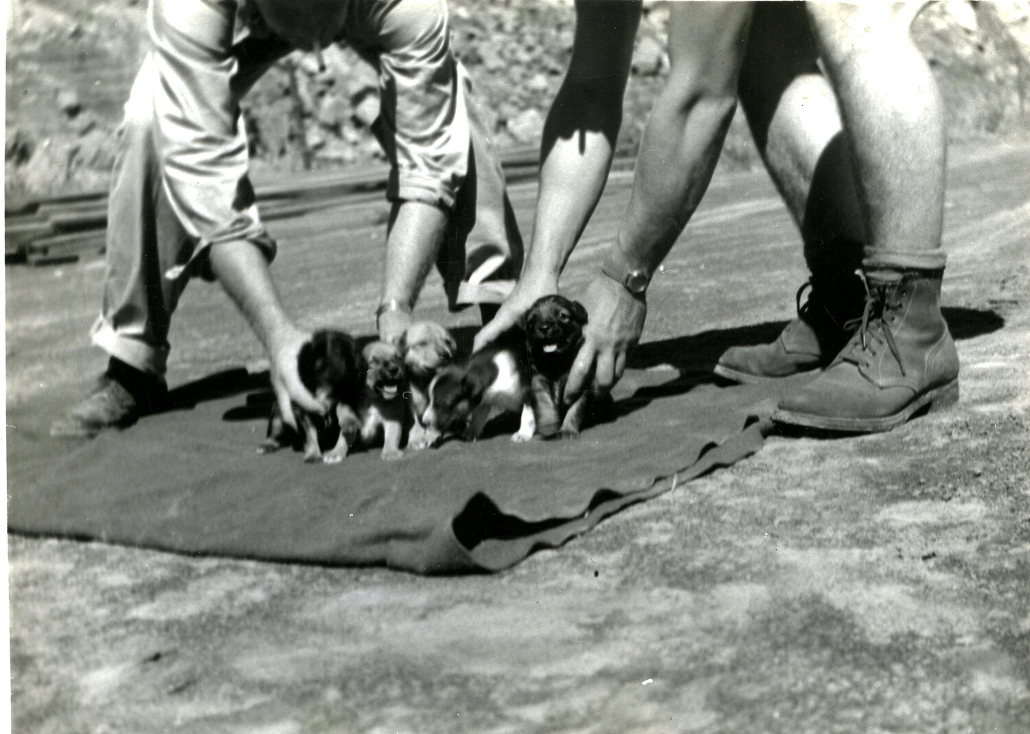 Marines Corralling Puppies on Blanket, 5th Marine Division, Iwo Jima Collection, 1945