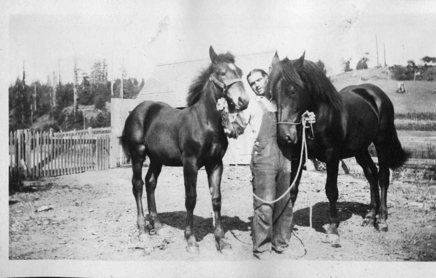 Farmer with Two Draft Horses in a Rural Homestead Yard