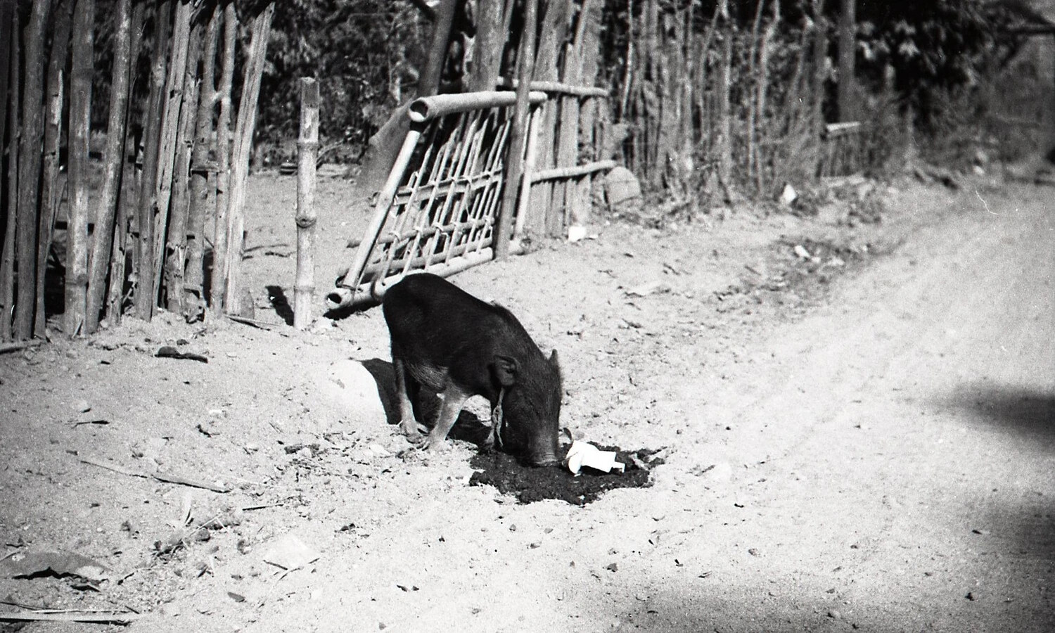 Domestic Pig Foraging Beside Bamboo Fence, Rural Luzon, Philippines, WWII Era