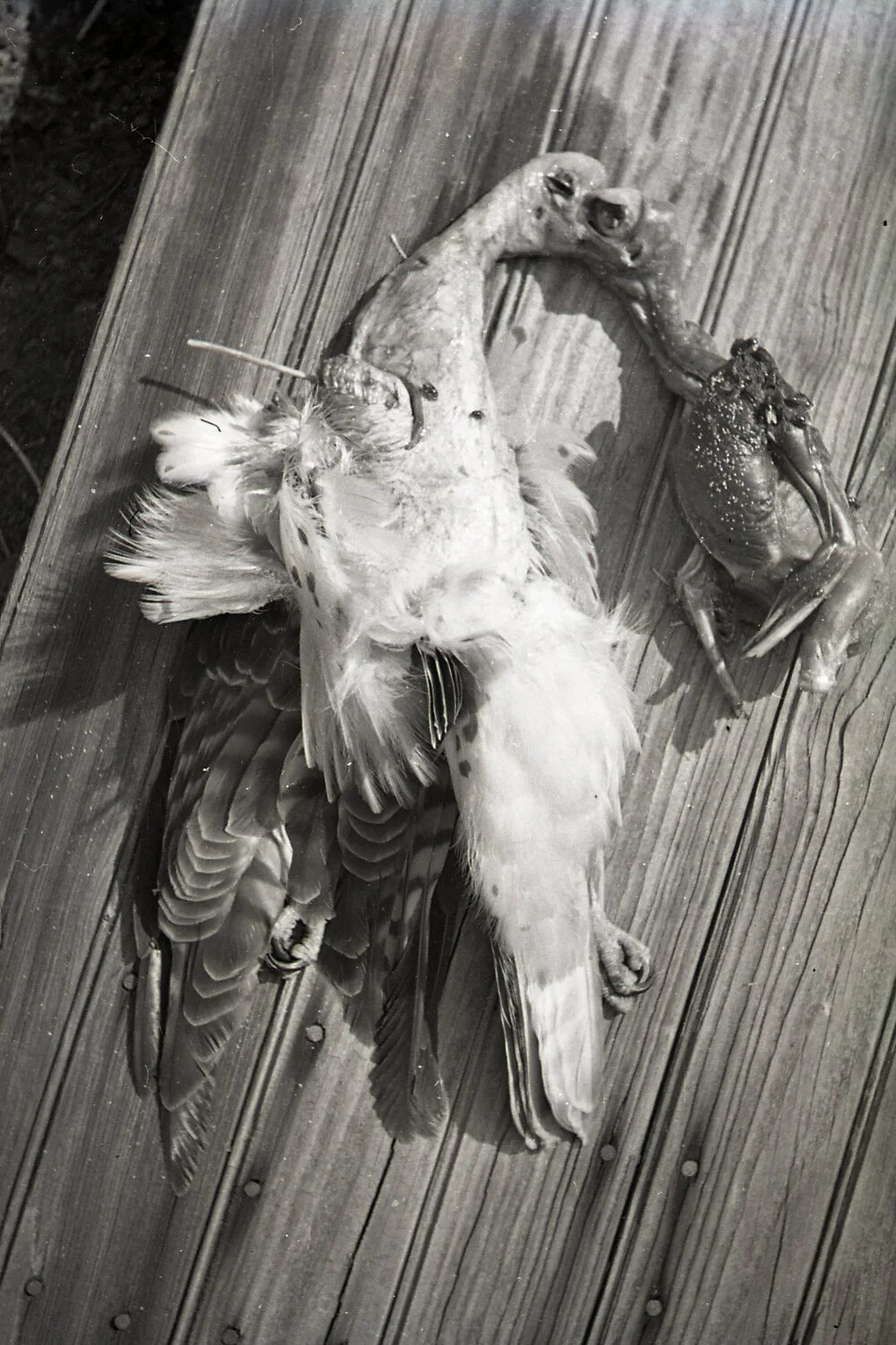 Dead Seabird and Crab on Wooden Decking, State-Side, WWII Era