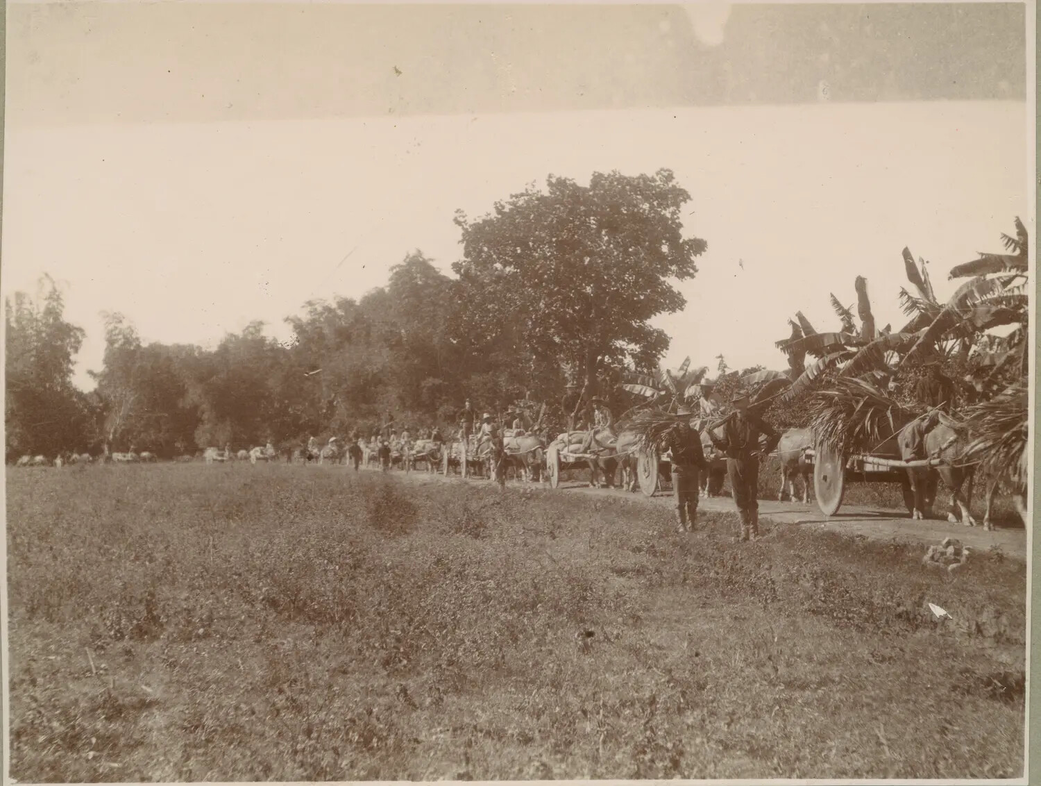 American Military Wagon Train on Rural Road, Philippine-American War Era