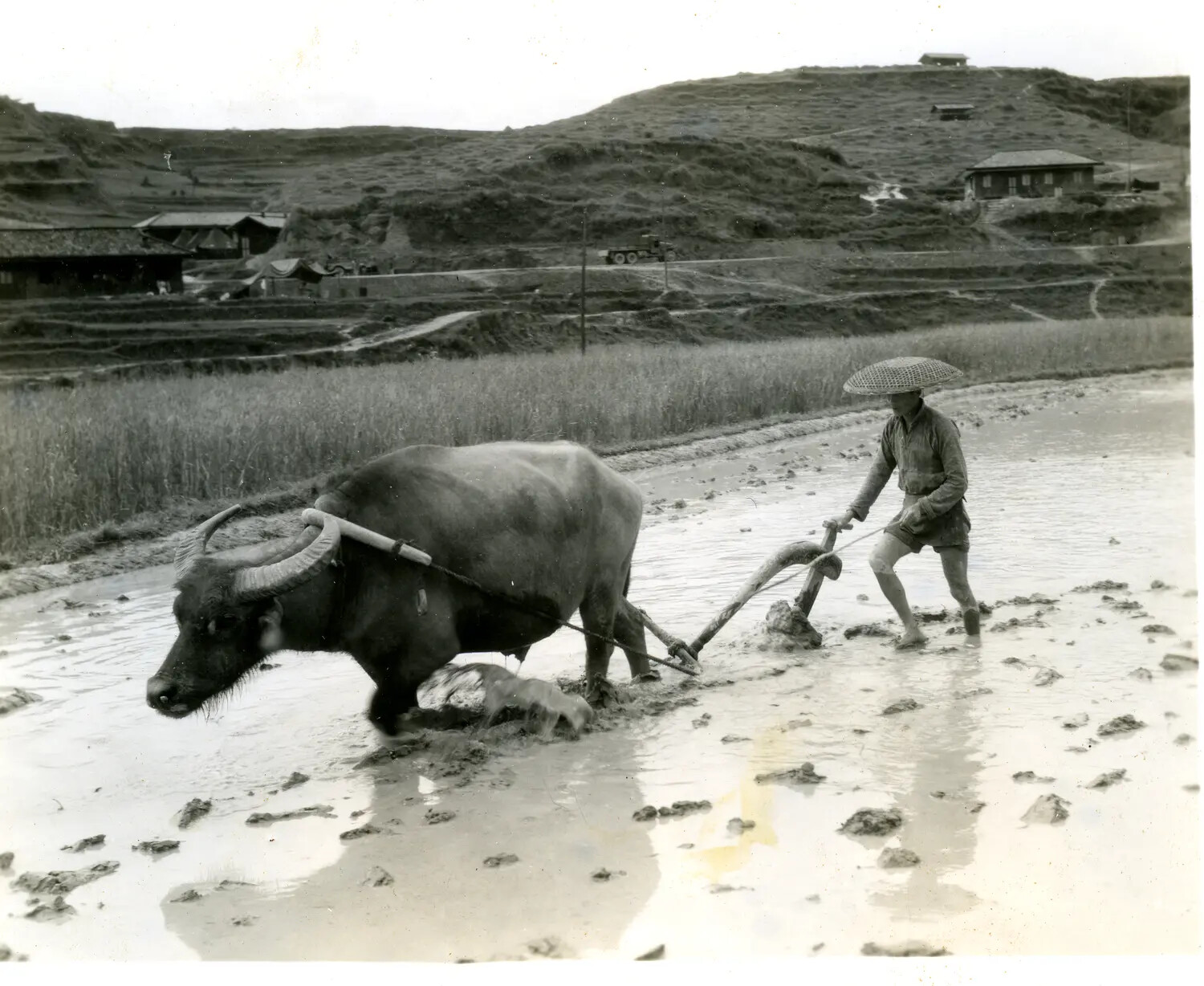 Farmer Plowing Rice Paddy with Water Buffalo, China-Burma Theater, WWII