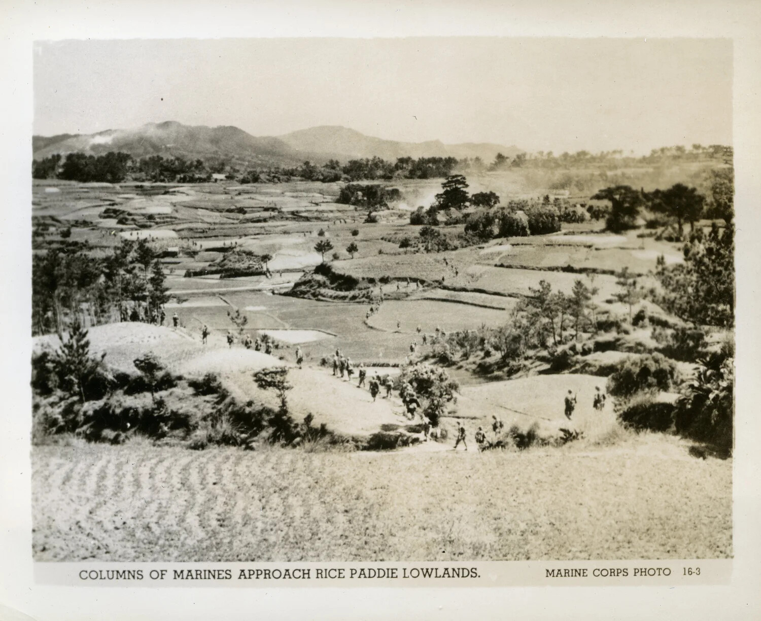 U.S. Marines Advance Through Rice Paddy Lowlands, Okinawa, 1945