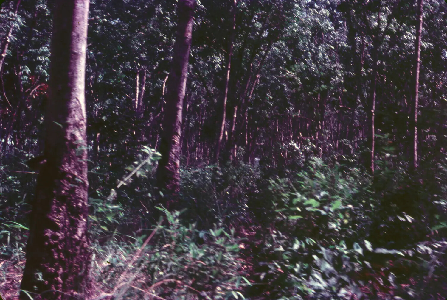 Jungle Vegetation, Color Slide with Age-Related Color Shift (Vietnam War Era, Context: 3rd Tactical Fighter Wing)