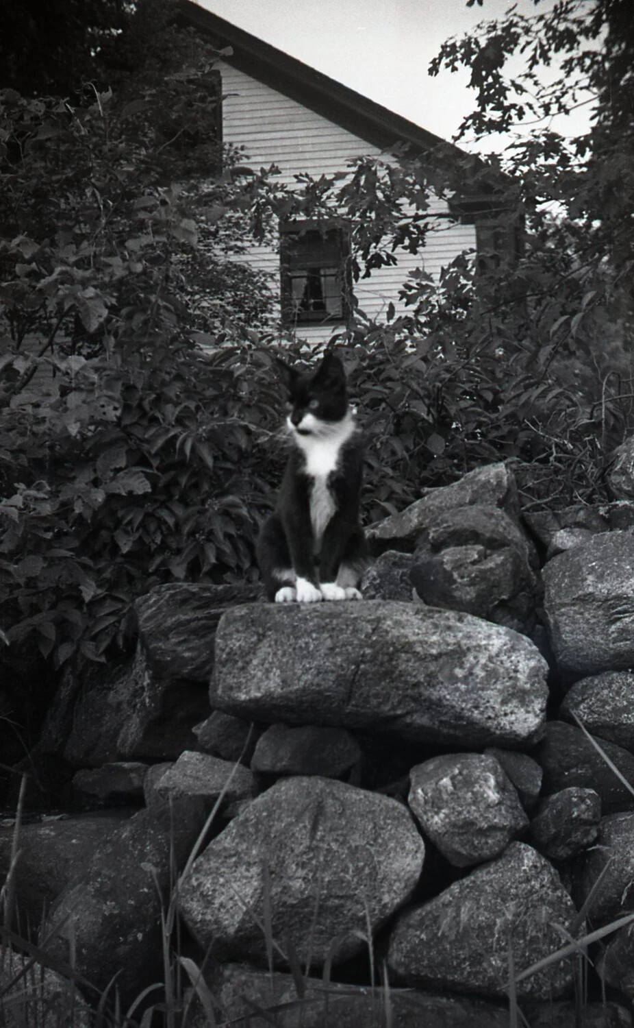 Tuxedo Cat on Fieldstone Wall Before Farmhouse, Mid-20th Century