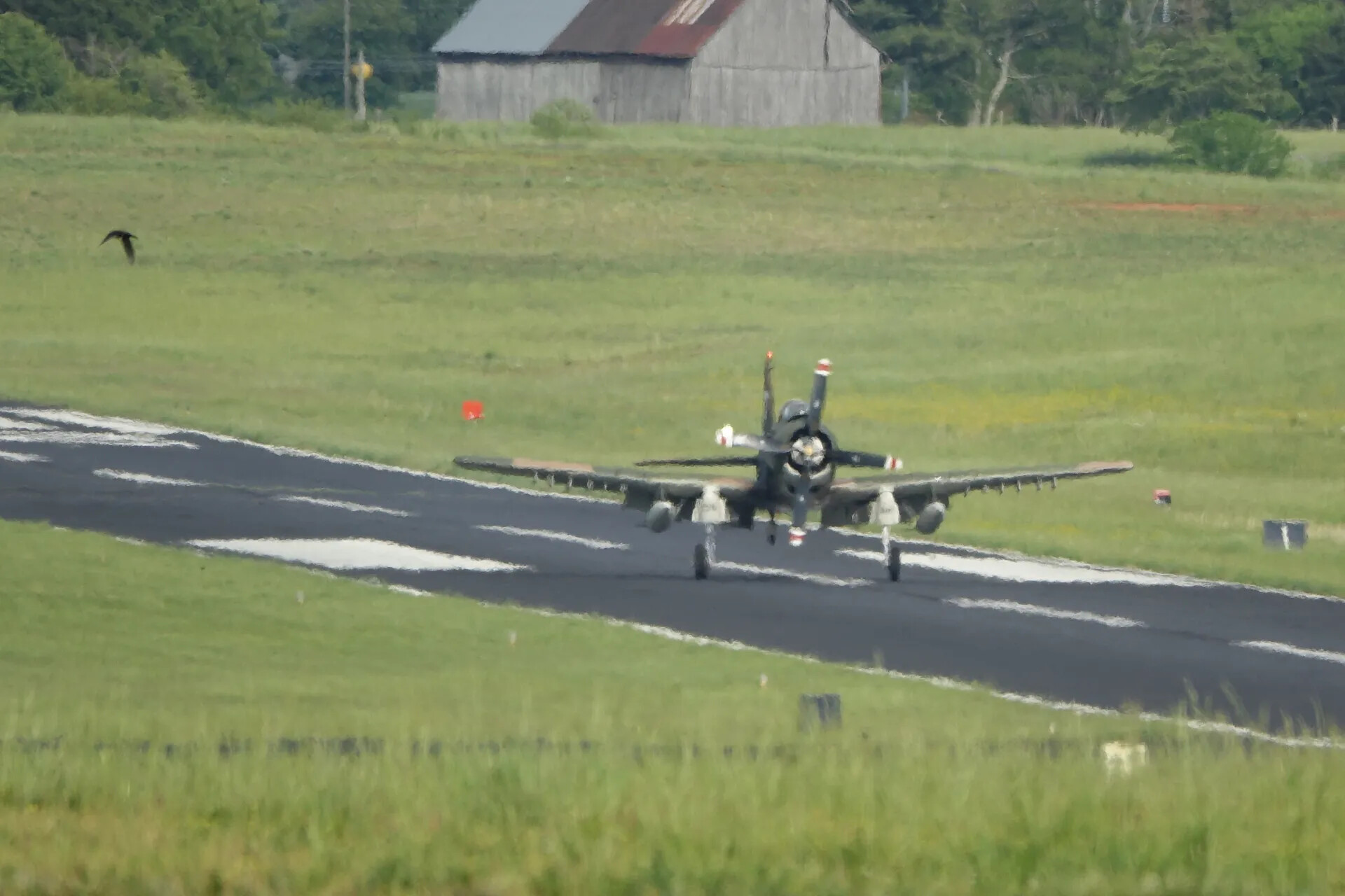 Douglas A-1 Skyraider on Takeoff/Landing Roll, Rural Airfield, May 2019 Fly-In Event