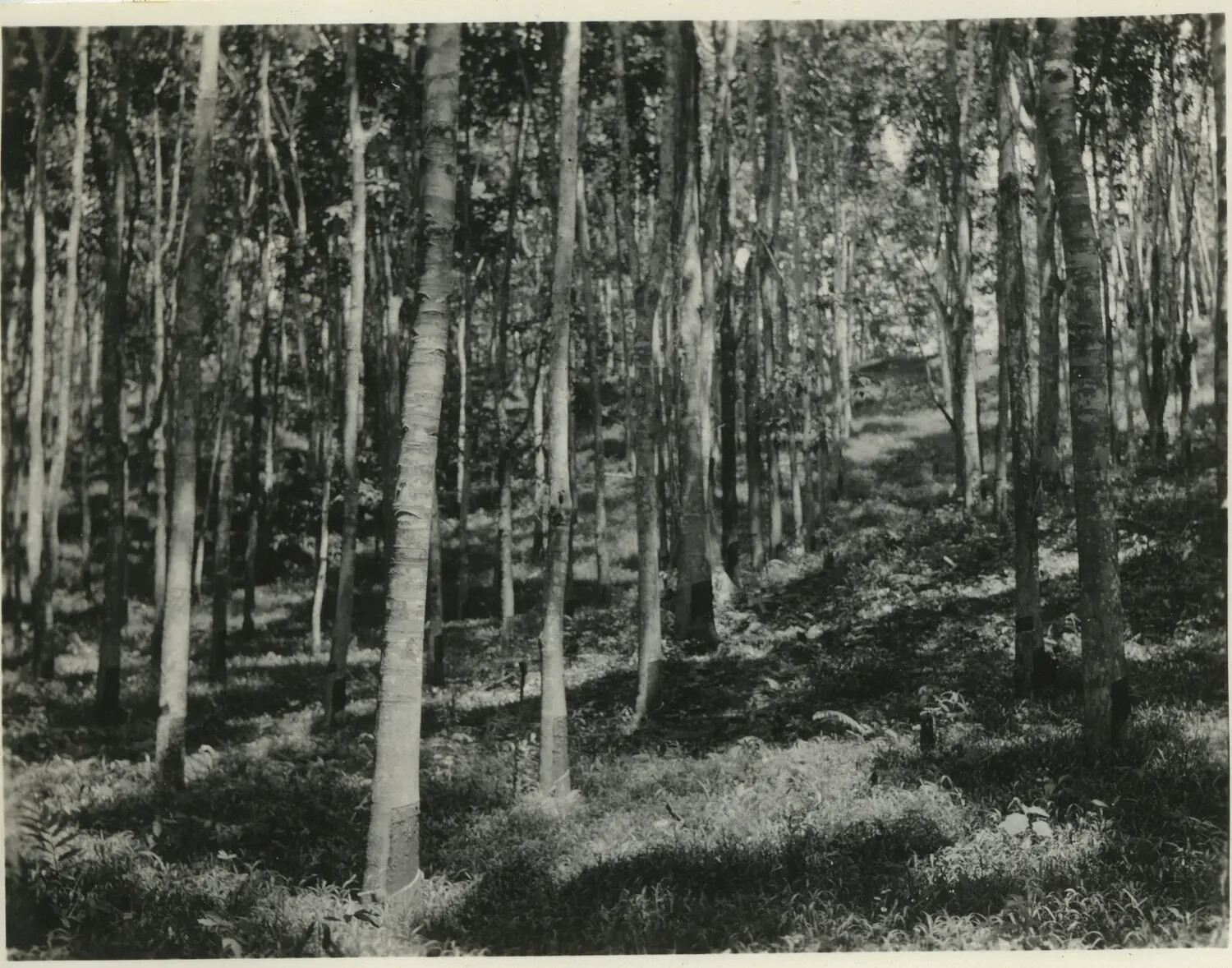 Rubber Tree Plantation Near 312th Bomb Group Base Area