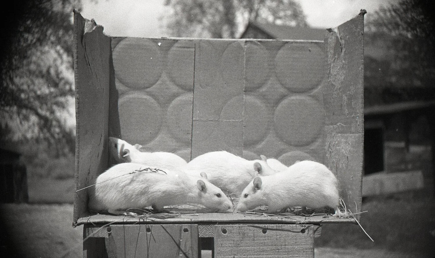 Litter of White Mice in Cardboard Nest Box, Mid-20th Century
