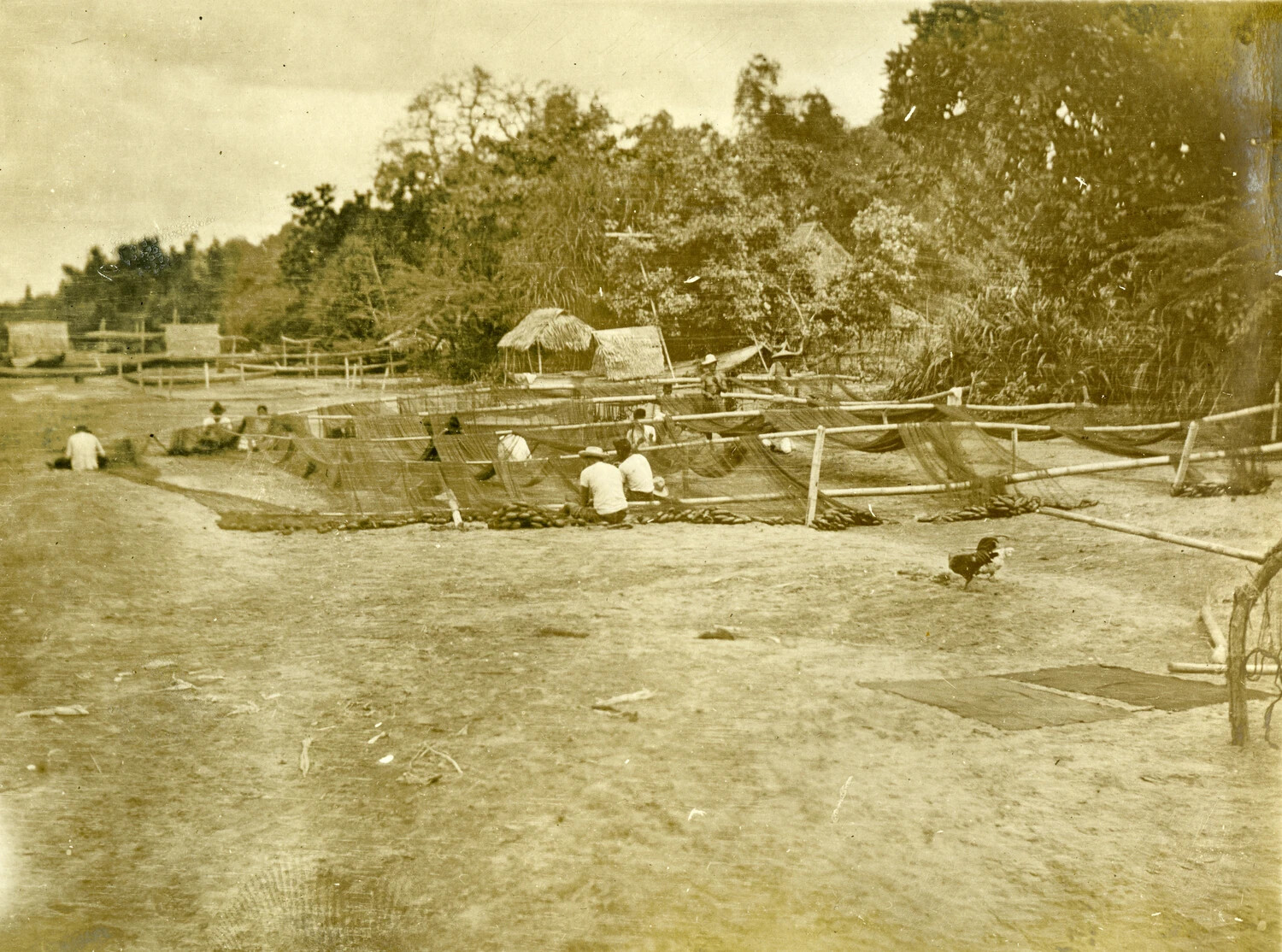 Fishing Nets Drying at a Filipino Coastal Village, Carl Stone Philippines Album, Early 1900s