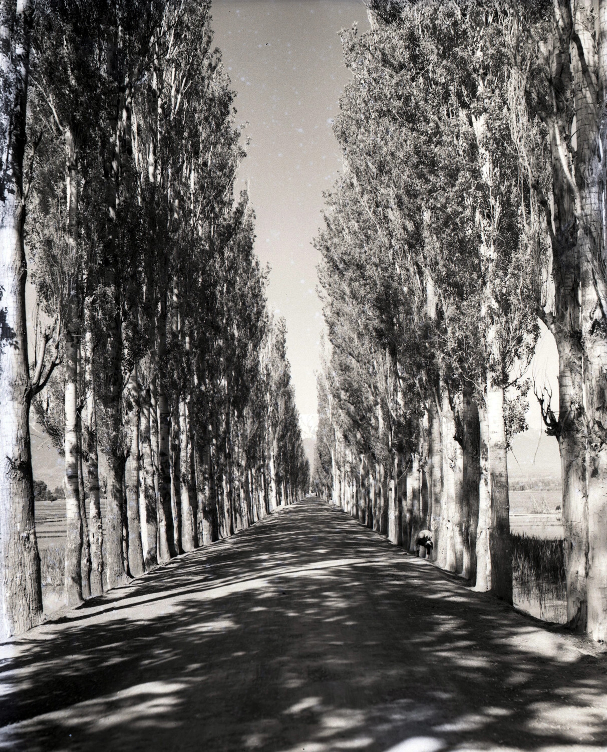 Tree-Lined Roadway, Burma-India Theater, 1944-45