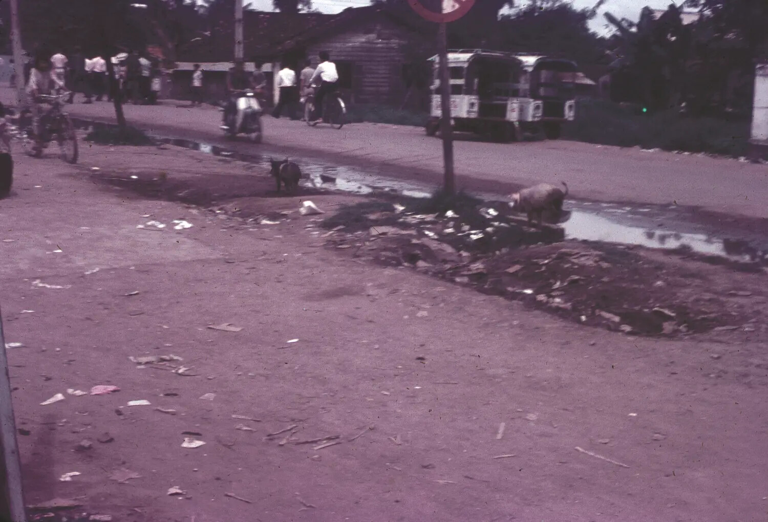 Street Scene with Foraging Pigs, Vietnamese Town near 3rd Tactical Fighter Wing Area, 1965