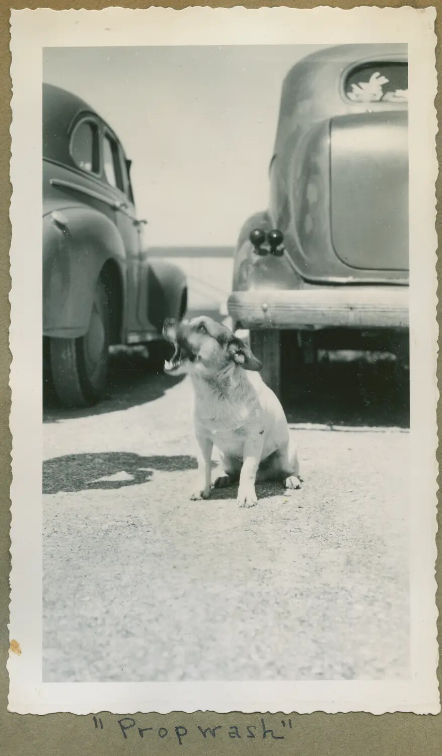 Airfield Mascot Dog Barking Skyward, Nicknamed 'Propwash'