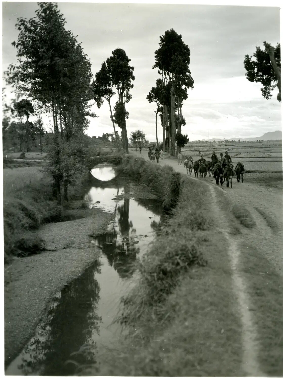 Pack Mule Train on Rural Road, China-Burma Theater, WWII
